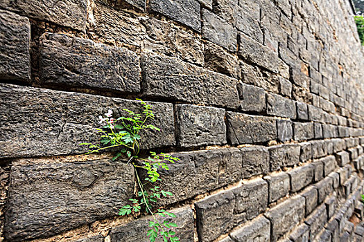 城墙,古代建筑,特写,植物,细节