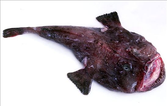 饥饿鲨中的琵琶鱼图片图片