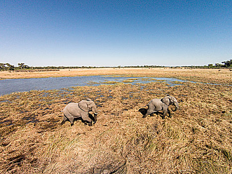 非洲,博茨瓦纳,莫雷米禁猎区,航拍,大象,非洲象,走,湿地,奥卡万戈三角洲,卡拉哈里沙漠