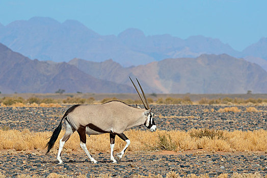 雄性,南非大羚羊,羚羊,走,纳米比诺克陆夫国家公园,纳米比亚,非洲