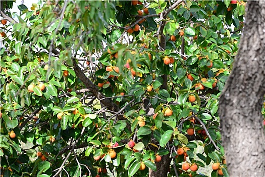 柿子,树,西班牙
