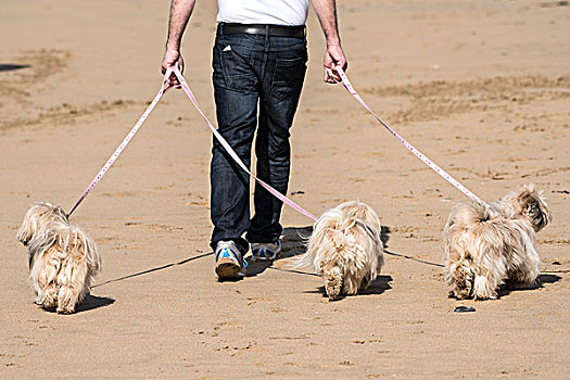 一个,男人,走,三个,种系,狗,海滩,纽基,康沃尔