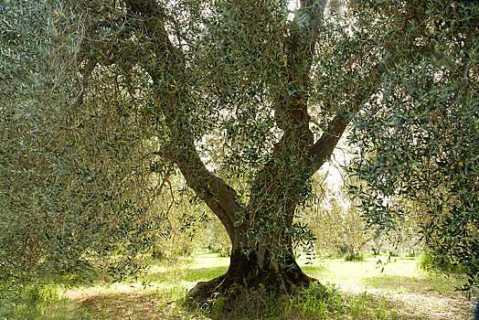 橄榄树,欧橄榄,种植园,托斯卡纳,意大利,欧洲