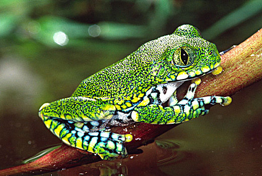 树蛙,坦桑尼亚