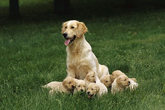 金毛猎犬,狗,母兽,小狗,绿色,草,草地