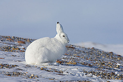 北极兔,兔属,岛屿,加拿大