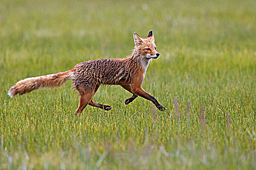 红狐,狐属,跑,雨,卡特麦国家公园,阿拉斯加,美国