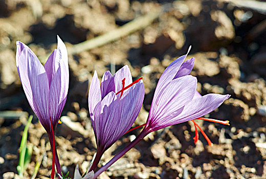 藏红花,花,地面