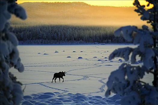 麋鹿,冬天,风景,瑞典