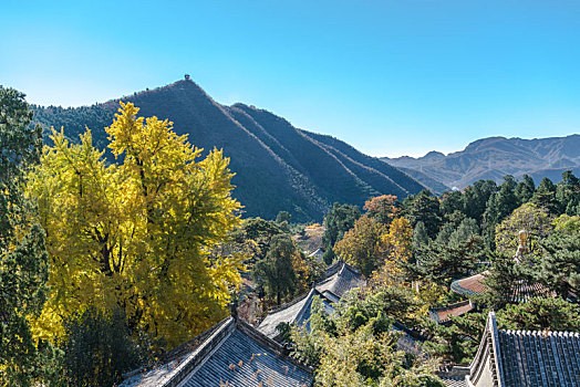 潭柘寺银杏树