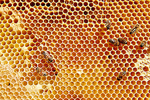 木框,蜂窝,图案,小,数字,蜜蜂
