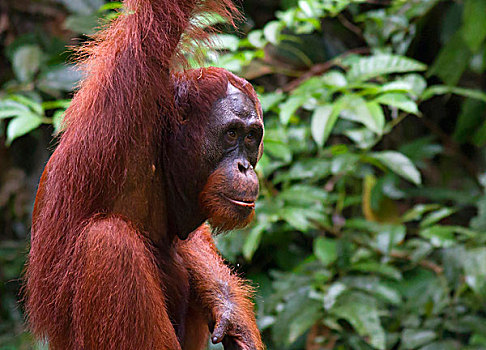 猩猩,自然保护区,马来西亚