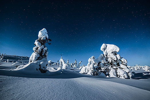 夜景,星空,冬天,积雪,松树,松属,国家公园,拉普兰,芬兰,欧洲