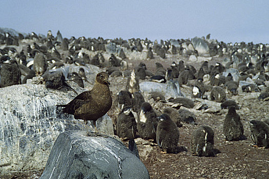 南极,岛屿,阿德利企鹅,生物群,食肉动物,看,幼禽,蛋