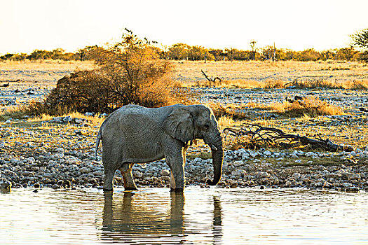 非洲,大象,水坑,埃托沙国家公园,纳米比亚