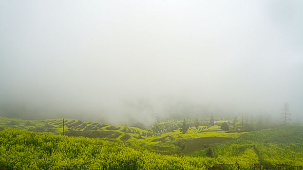 重庆酉阳,小雨晨雾满山涧,金波道道秀梯田