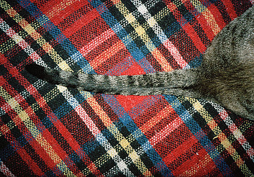 猫,坐,格子图案,毯子