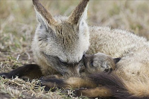 大耳狐,父母,修饰,四个,星期,老,幼仔,马赛马拉国家保护区,肯尼亚