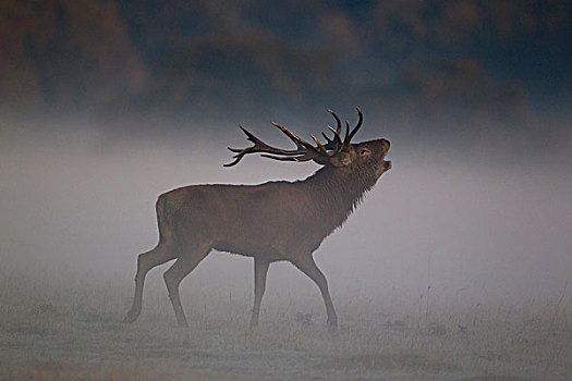 赤鹿,鹿属,鹿,杜鹿,叫,薄雾,发情期,公园,英格兰,英国,欧洲