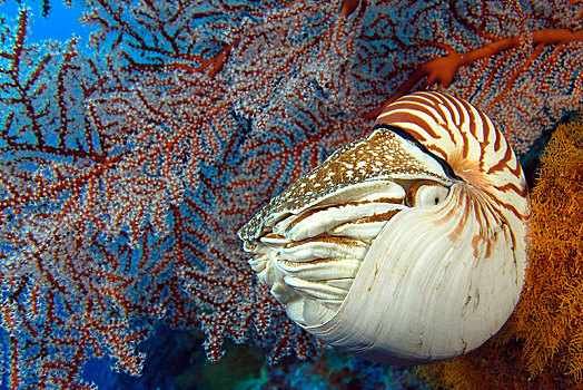 鹦鹉螺,珠,珊瑚礁,正面,软珊瑚,帕劳,密克罗尼西亚,大洋洲
