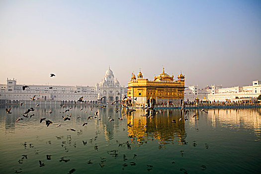 印度,金庙,庙宇,反射,水中