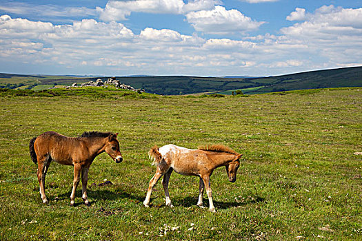 英国,达特姆尔高原,德文郡,靠近,小马