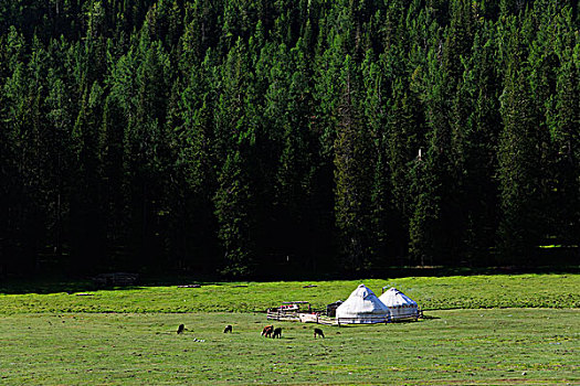 草原上蒙古包