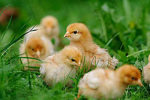 小鸡,在草,巴伐利亚,德国