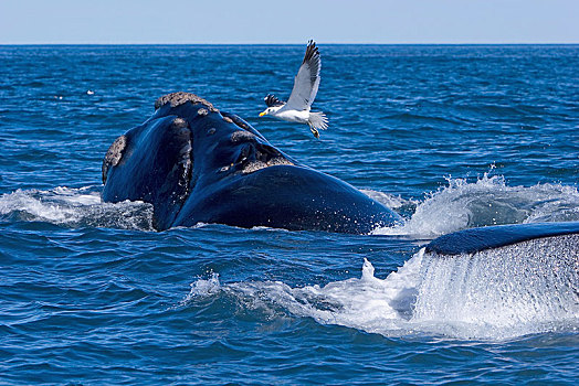 南露脊鲸,水边,表面,海鸥,瓦尔德斯半岛,巴塔哥尼亚,阿根廷,南美