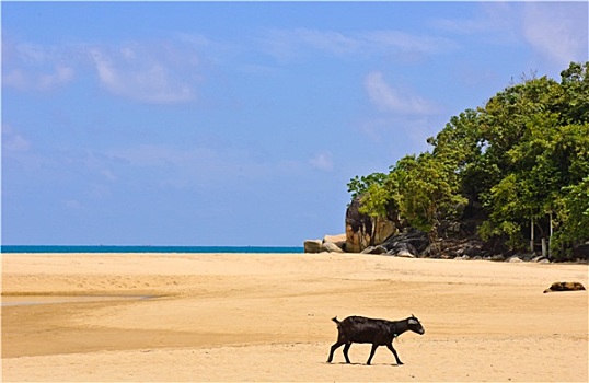 山羊,海滩,海湾,泰国,海岸,南