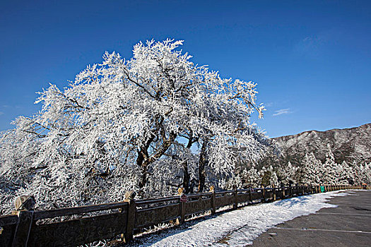 阳明山风光