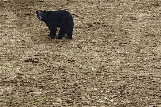 俯拍,黑熊,美洲黑熊,黄石国家公园,怀俄明,美国