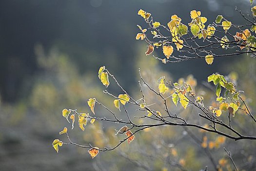 黄叶,白桦,霜