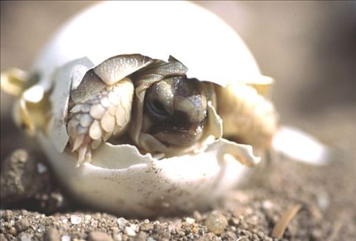 孵化,龟