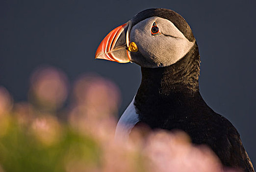 角嘴海雀,北极,早晨,亮光,肖像,设得兰群岛,苏格兰,英国,欧洲