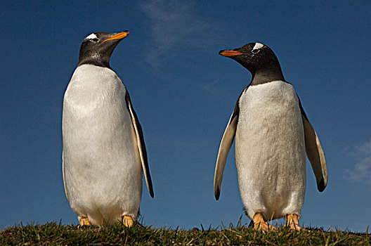 巴布亚企鹅,自愿角,东福克兰,岛屿,福克兰群岛