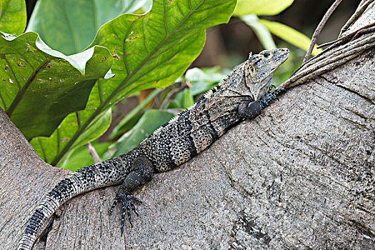 黑色,鬣蜥蜴,躺着,树干,蓬塔雷纳斯省,哥斯达黎加,北美