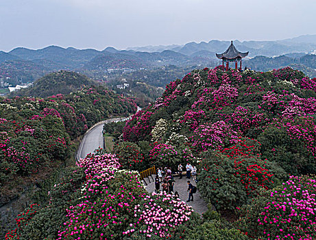 百里杜鹃一起看花海感受春的气息