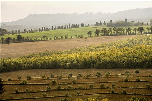 蒙蒂普尔查诺红葡萄酒,托斯卡纳,意大利