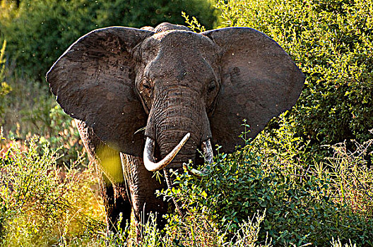 非洲象,土地,国家公园,坦桑尼亚