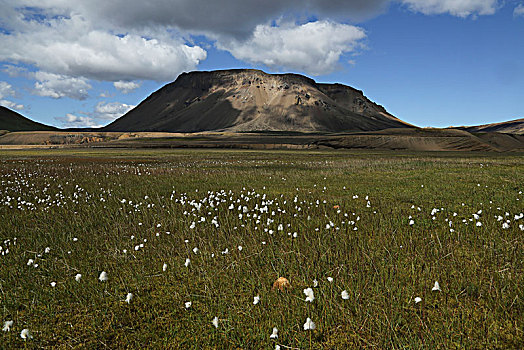 冰岛,羊胡子草,草地,山,背景,云,正面,蓝天