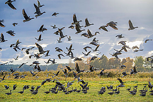 成群,鸭子,鹅,飞起,草地,梅克伦堡前波莫瑞州,德国,欧洲