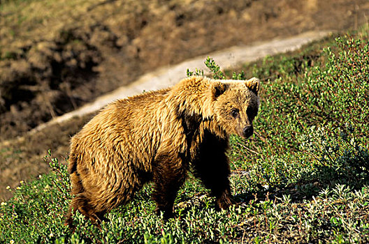 美国,阿拉斯加,德纳里峰国家公园,大灰熊,老