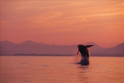 阿拉斯加,驼背鲸,鲸跃,日落