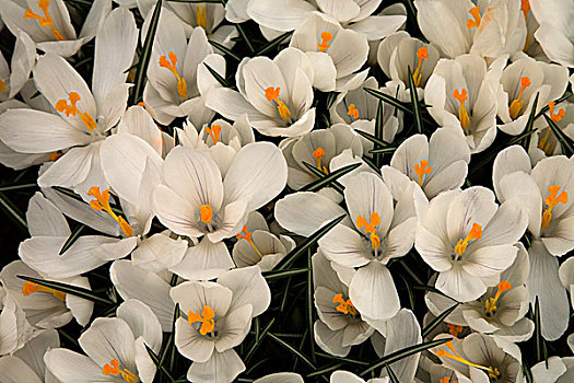 白色,藏红花,库肯霍夫公园,荷兰南部,荷兰