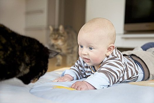 婴儿,两个,猫,毯子