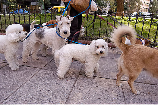 遛狗,布宜诺斯艾利斯,阿根廷