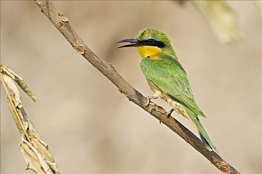 小,食蜂鸟,赞比西河,纳米比亚,非洲