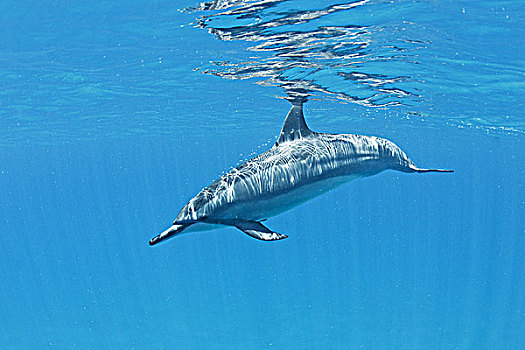 夏威夷,湾,飞旋海豚,长吻原海豚,水下,靠近,海洋,表面