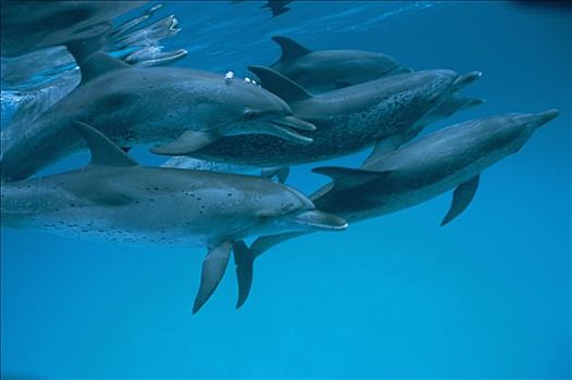 巴哈马,水下,海豚